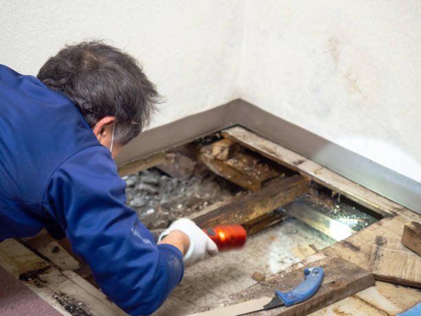Best White Mold Remediation in Pisgah, AL