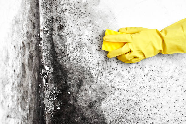 Best Industrial Mold Remediation in Pisgah, AL